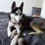 Husky Yara, 10/2024, Endgröße ca. 58 cm, 61381 Friedrichsdorf