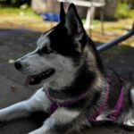 Husky Yara, 10/2024, Endgröße ca. 58 cm, 61381 Friedrichsdorf