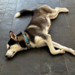 Husky Yara, 10/2024, Endgröße ca. 58 cm, 61381 Friedrichsdorf