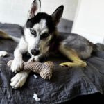 Husky Yara, 10/2024, Endgröße ca. 58 cm, 61381 Friedrichsdorf