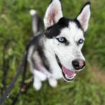 Husky Yara, 10/2024, Endgröße ca. 58 cm, 61381 Friedrichsdorf