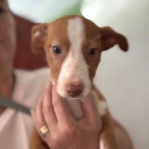 Podenco Maneto Yazmin,02/2025, Endgröße ca. 35 cm