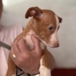 Podenco Maneto Yazmin,02/2025, Endgröße ca. 35 cm