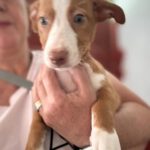 Podenco Maneto Yazmin,02/2025, Endgröße ca. 35 cm