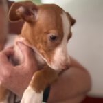 Podenco Maneto Yazmin,02/2025, Endgröße ca. 35 cm