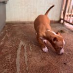 Podenco Maneto Yazmin,02/2025, Endgröße ca. 35 cm