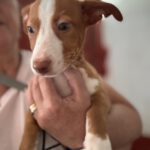 Podenco Maneto Yazmin,02/2025, Endgröße ca. 35 cm