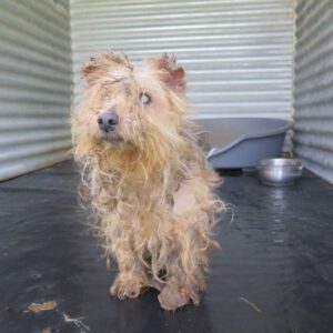 Yorkshire Terrier Mischling Zarigueya, 11/2014, ca. 30 cm