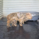 Yorkshire Terrier Mischling Zarigueya, 11/2014, ca. 30 cm