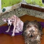 Yorkshire Terrier Mischling Zarigueya, 11/2014, ca. 30 cm