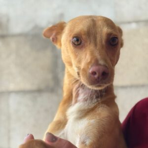 Podenco Nuno, 08/2024, ca. 40 cm