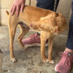 Podenco Nuno, 08/2024, ca. 40 cm
