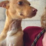 Podenco Nuno, 08/2024, ca. 40 cm