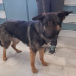 Schäferhund Africa, 06/2024, ca. 60 cm