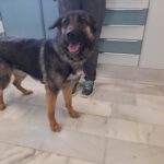 Schäferhund Africa, 06/2024, ca. 60 cm