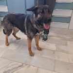 Schäferhund Africa, 06/2024, ca. 60 cm