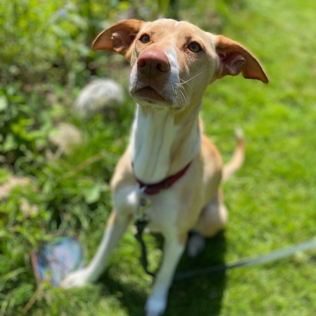 Podenco Akira, 10/2020, ca. 55 cm, 21502 Geesthacht