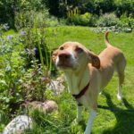 Podenco Akira, 10/2020, ca. 55 cm, 21502 Geesthacht