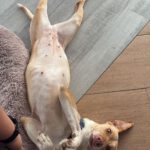 Podenco Akira, 10/2020, ca. 55 cm, 21502 Geesthacht