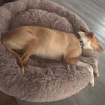 Podenco Akira, 10/2020, ca. 55 cm, 21502 Geesthacht
