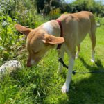 Podenco Akira, 10/2020, ca. 55 cm, 21502 Geesthacht