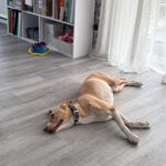 Podenco Akira, 10/2020, ca. 55 cm, 21502 Geesthacht