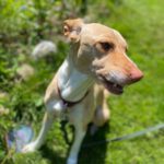Podenco Akira, 10/2020, ca. 55 cm, 21502 Geesthacht