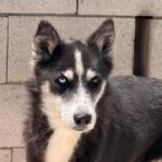 Sibirian Husky Alaska, 04/2022, ca. 55 cm