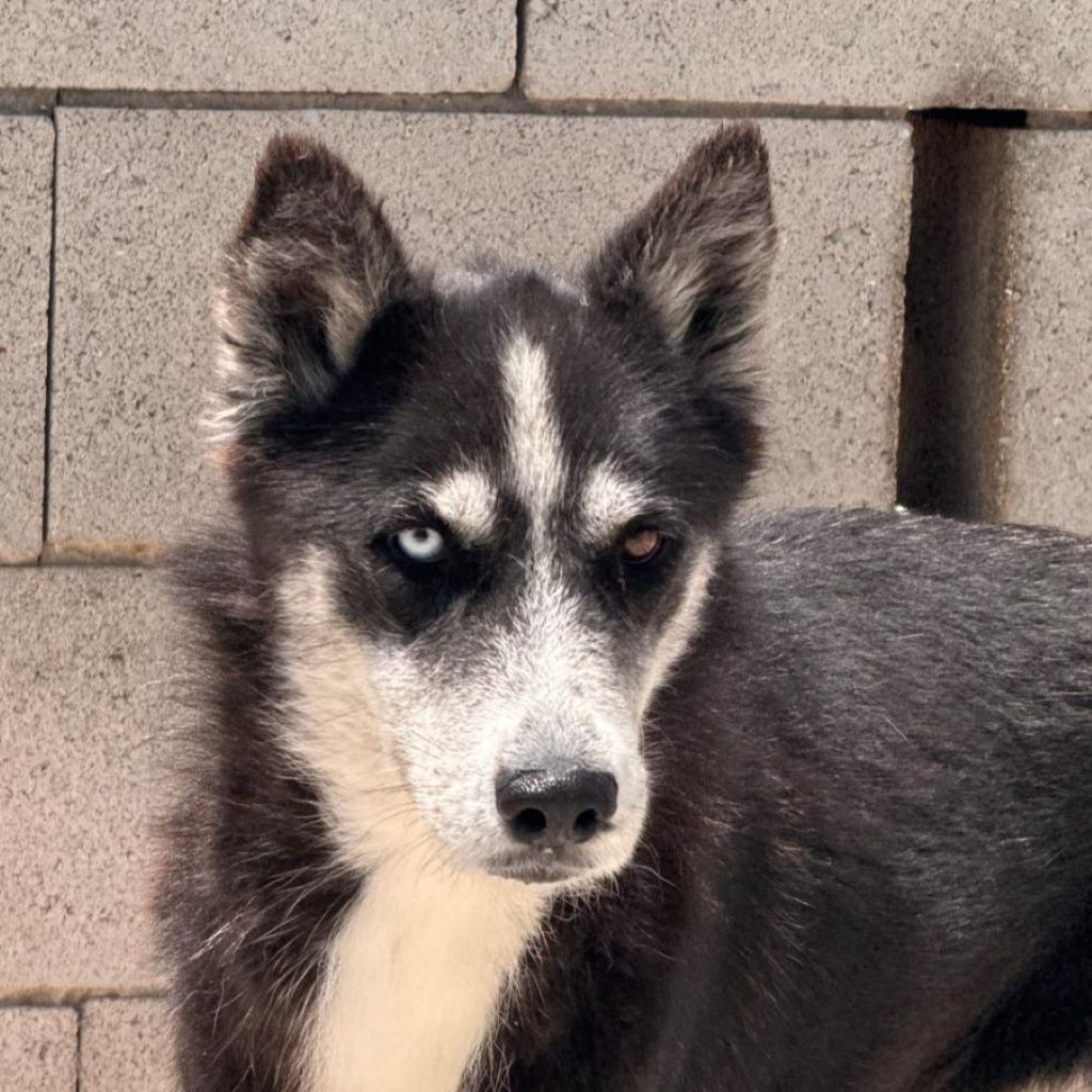 Sibirian Husky Alaska, 04/2022, ca. 55 cm