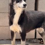 Sibirian Husky Alaska, 04/2022, ca. 55 cm