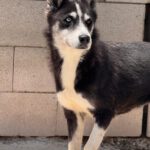 Sibirian Husky Alaska, 04/2022, ca. 55 cm
