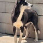 Sibirian Husky Alaska, 04/2022, ca. 55 cm