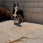 Sibirian Husky Alaska, 04/2022, ca. 55 cm