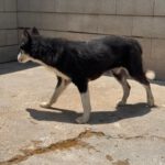 Sibirian Husky Alaska, 04/2022, ca. 55 cm