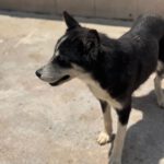 Sibirian Husky Alaska, 04/2022, ca. 55 cm