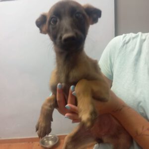 Malinois Mischling Ana, 02/2025, Endgröße ca. 55- 65 cm