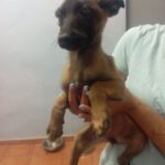 Malinois Mischling Ana, 02/2025, Endgröße ca. 55- 65 cm