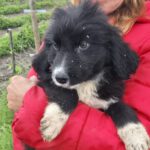 Mischling Annika, 02/2025, Endgröße ca. 50 cm