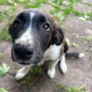 Border Collie Podenco Mischling Anton, 02/2025, Endgröße ca. 50 cm,68535 Edingen - Neckarhausen