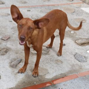 Podenco Antonia, 01/2024, ca. 40 cm