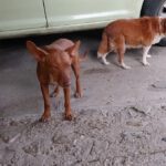 Podenco Antonia, 01/2024, ca. 40 cm