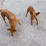 Podenco Antonia, 01/2024, ca. 40 cm