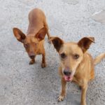 Podenco Antonia, 01/2024, ca. 40 cm