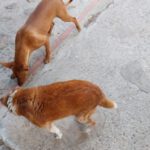 Podenco Antonia, 01/2024, ca. 40 cm