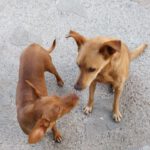 Podenco Antonia, 01/2024, ca. 40 cm