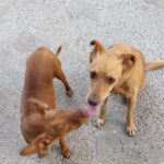 Podenco Antonia, 01/2024, ca. 40 cm