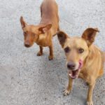 Podenco Antonia, 01/2024, ca. 40 cm