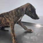 Galgo Apolo, 03/2025, Endgröße ca. 65 cm