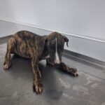 Galgo Apolo, 03/2025, Endgröße ca. 65 cm