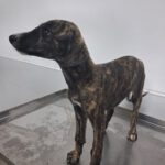 Galgo Ares, 03/2025, Endgröße ca. 65 cm